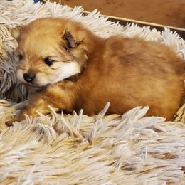 Anne - Orange sable Pomeranian puppy in West Newton, Pennsylvania from Donna's Pomeranians