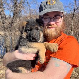 Hazel Broly Starry Night - Black and red male German Shepherd puppy in Purcellville, Virginia from Starry Night German Shepherd Dogs