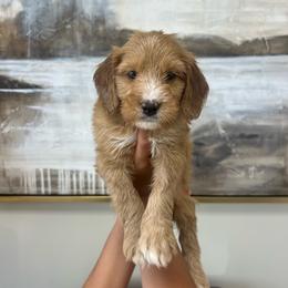 Blue Boy - Red  male Goldendoodle puppy in Richmond, Kentucky from The Doting Doodle