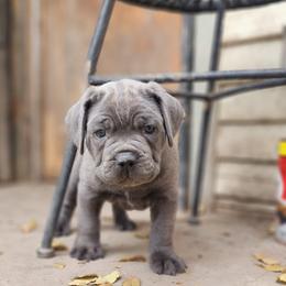 Cane Corso and Rottweiler Puppies from Hildegarde Kennels