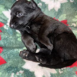 Pink Collar - Fawn sable female Belgian Malinois puppy in Trenton, Georgia from Laeknir K9