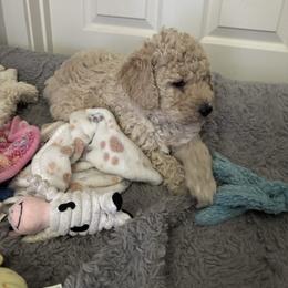 Olaf - Cream male Labradoodle puppy in Elk, Washington from Elk Creek Kennel