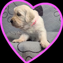 Pink girl - Light golden female Golden Retriever puppy in Albuquerque, New Mexico from Teeter's Desert  Goddess Goldens