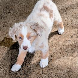 Girl 2 - Red merle female Australian Shepherd puppy in Yamhill, Oregon from TLC Dream and Pureland Australian Shepherds
