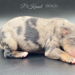 Miniature Australian Shepherd and Toy Australian Shepherd Puppies from P3 Toy and Miniature Australian Shepherd’s