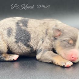 Miniature Australian Shepherd and Toy Australian Shepherd Puppies from P3 Toy and Miniature Australian Shepherd’s