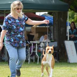 American Pit Bull Terriers, French Bulldogs, and Staffordshire Bull Terriers from Victorino's Kennel