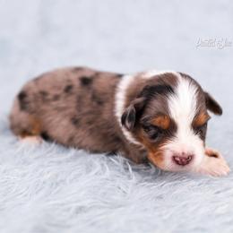Everest - Blue merle male Australian Shepherd puppy in Herriman, Utah from Painted Blue Aussies