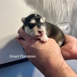 Driggs - Black and white male Pomsky puppy in Rathdrum, Idaho from Smart Pomskies and Frenchies
