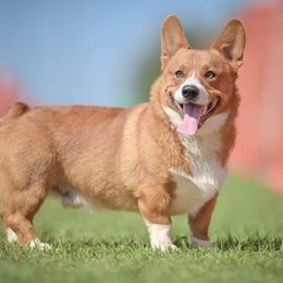 Rip - Pembroke Welsh Corgi
