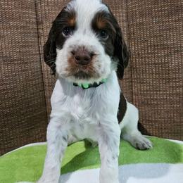 Angler - Liver white and tan male English Springer Spaniel puppy in Grant, Michigan from Bedell's Riverdog Run