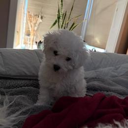 Rosie - White female Bichon Frise puppy in Clackamas, Oregon from Bonnie Maes' Bichon Frise Puppies