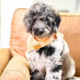 Wells - Blue merle male Bernedoodle puppy in Fort Collins, Colorado from Front Range Family Doodles