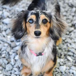 Delilah - Dachshund