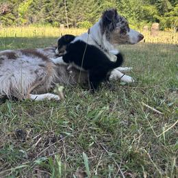 Border Collie Puppies from Athena’s Collies