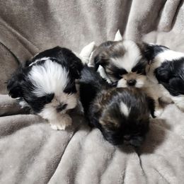 French Bulldogs and Shih Tzus from Lynne's Frenchie Tzu
