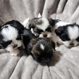 French Bulldogs and Shih Tzus from Lynne's Frenchie Tzu