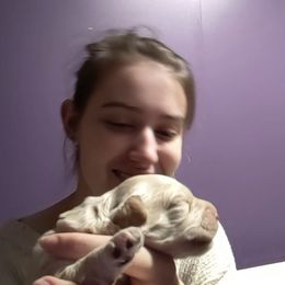 Australian Labradoodle Puppies from Llewellyn's Grove Labradoodles