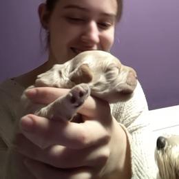 Australian Labradoodle Puppies from Llewellyn's Grove Labradoodles