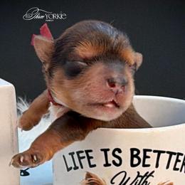 Girl 2 maroon - Tan female Yorkshire Terrier puppy in Machesney Park, Illinois from Three Yorkie Family