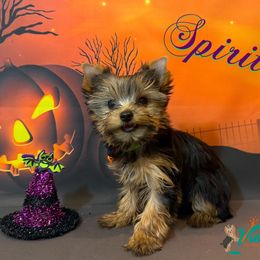 Spirit Green Collar - Black and gold female Yorkshire Terrier puppy in Pleasant View, Tennessee from Vino’s Pawfect Yorkies