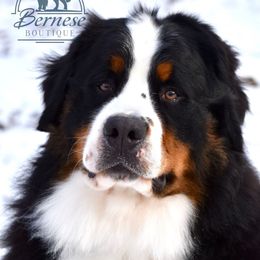 Norman - Bernese Mountain Dog