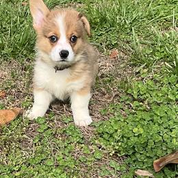14 white collar - White and fawn male Pembroke Welsh Corgi puppy in Port Republic, Maryland from Bestfurends