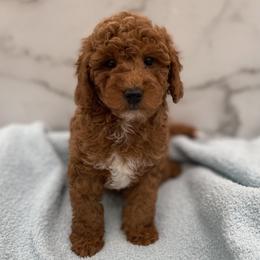 Jake - Red  male Goldendoodle puppy in Kansas City, Kansas from Bella & Ivy’s Mini Goldendoodles of KC