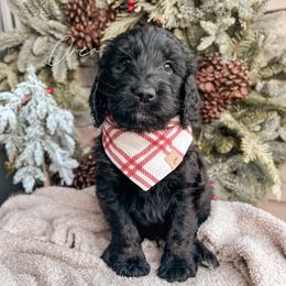 Boy 3 - Phantom Goldendoodle puppy in Lagrange, Ohio from Sweet Magnolia Doodles and The Magnolia Golden Retrievers