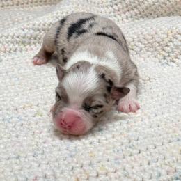 Girl 2 - female Miniature Australian Shepherd puppy in Covington, Pennsylvania from Rigas Mini Aussies LLC