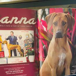Gianna - Rhodesian Ridgeback