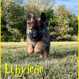Ethylene - Sable female German Shepherd puppy in Lewisburg, Kentucky from RED’s German Shepherds