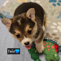 Twix - Black and tan male Pembroke Welsh Corgi puppy in Frontenac, Kansas from Holloway Corgis