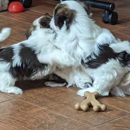 Havanese Puppies from Havanese Puppies of Austin Texas