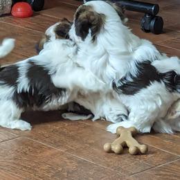 Havanese Puppies from Havanese Puppies of Austin Texas