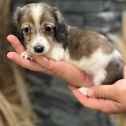 Finn - Piebald male Dachshund puppy in Mena, Arkansas from Double B Corsos & Dachshunds
