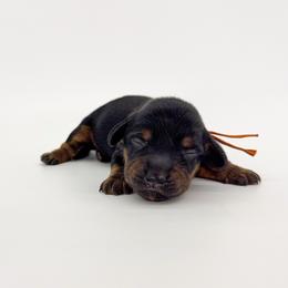 Timber - Black and tan male Dachshund puppy in Waddell, Arizona from Neu Doxies