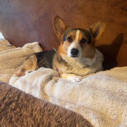 Kardi - Pembroke Welsh Corgi