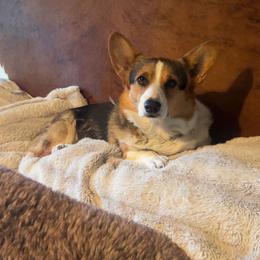Kardi - Pembroke Welsh Corgi
