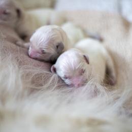 Boy 5 - Light golden male Golden Retriever puppy in Kingwood, Texas from Faded Ash Goldens