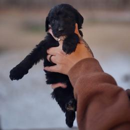 Fennel - Black and white male Aussiedoodle puppy in Wilkinsville, South Carolina from Feather Branch Farm and Kennel