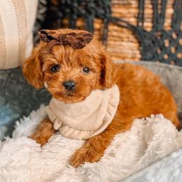 Dolly - Red  female Goldendoodle puppy in Iola, Texas from Supreme Doodles of Texas