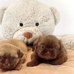Shih Tzu Puppies from Arizona Sunrise Shih Tzus