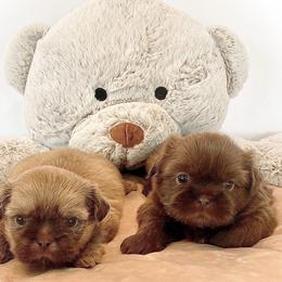 Shih Tzu Puppies from Arizona Sunrise Shih Tzus