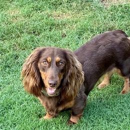 Margie - Dachshund
