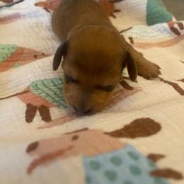 Teddy - Dapple male Dachshund puppy in Yuba City, California from The Navarro Furbabies