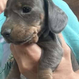 Lilly - Gray (blue) and cream female Dachshund puppy in Sallisaw, Oklahoma from Wild West Dachshunds