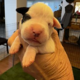 Annie - White female Boxer puppy in Las Vegas, Nevada from Venician Boxers