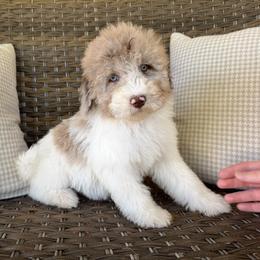 Bunny - female Australian Mountain Doodle puppy in Claremont, North Carolina from Magnolia Grove Farms