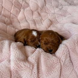 Octavia - Red female Cavapoo puppy in Knoxville, Tennessee from Duke’s Forever Doodles